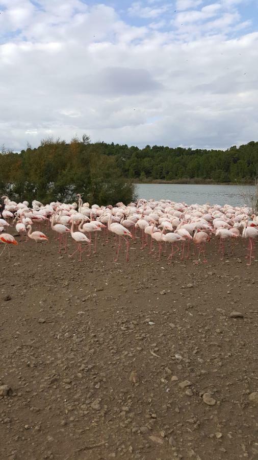 Appartement Le Flamant Rose Port-la-Nouvelle Exterior foto